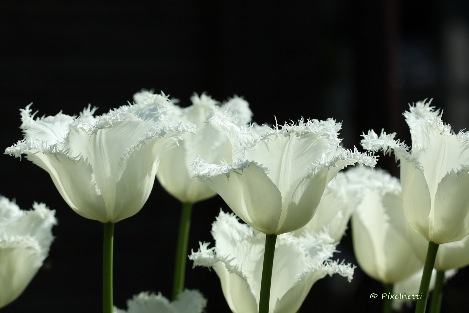 weiße Tulpen gefranst