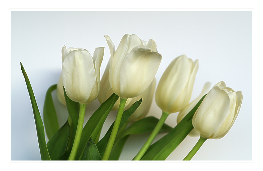 Weisse Tulpen I