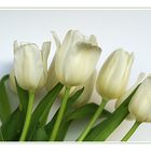 Weisse Tulpen I