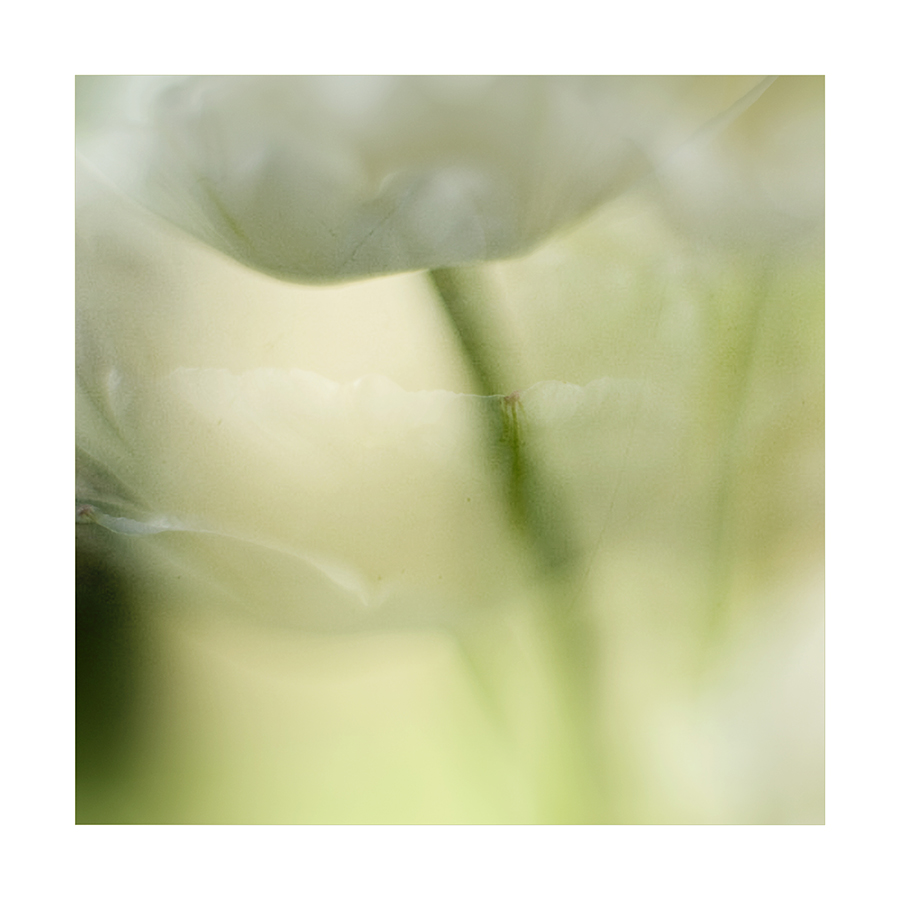weiße Tulpen   I