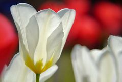 Weiße Tulpen im Gegenlicht 
