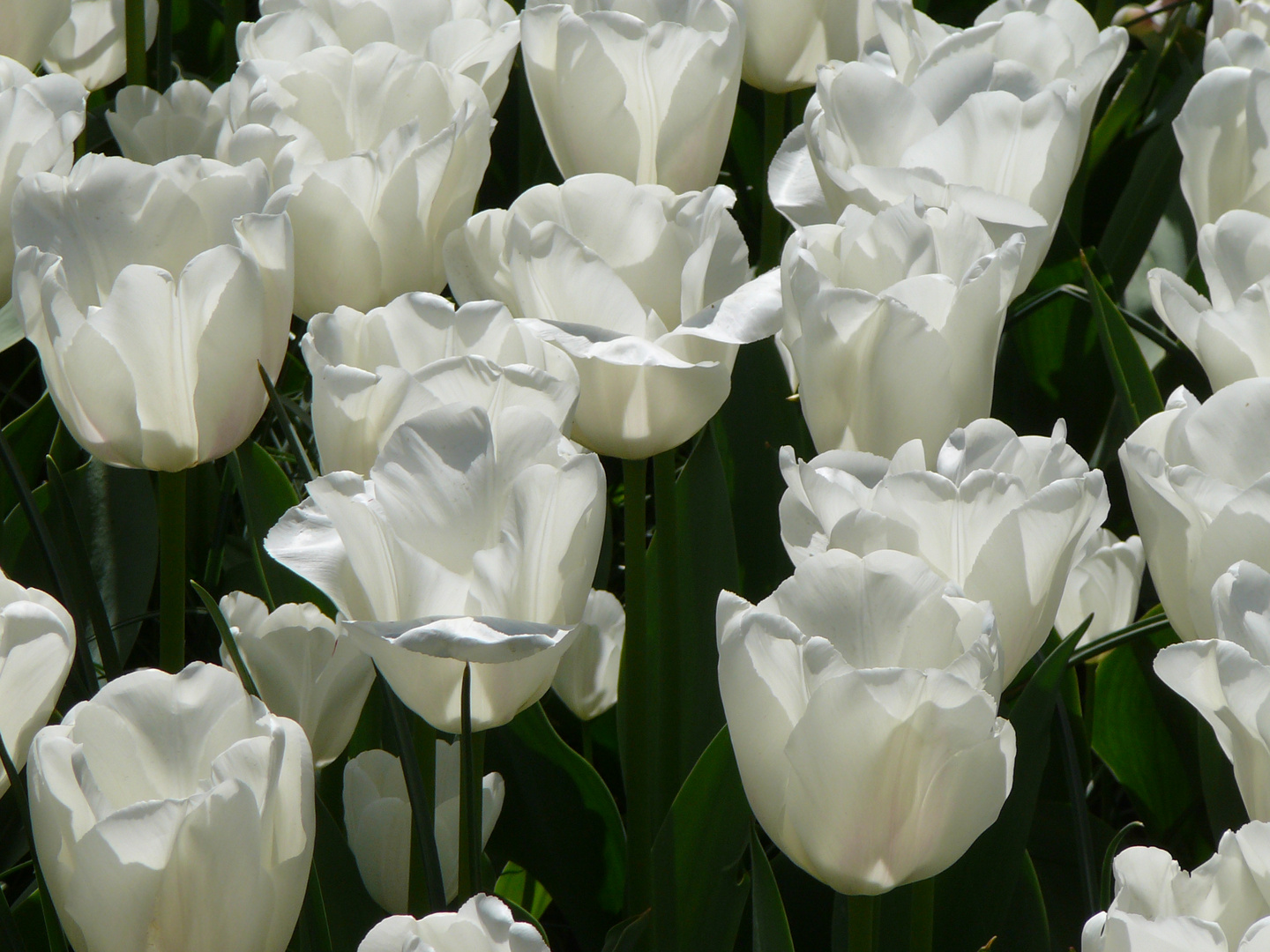 Weisse Tulpen im Gegenlicht