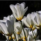 Weisse Tulpen im Gegenlicht