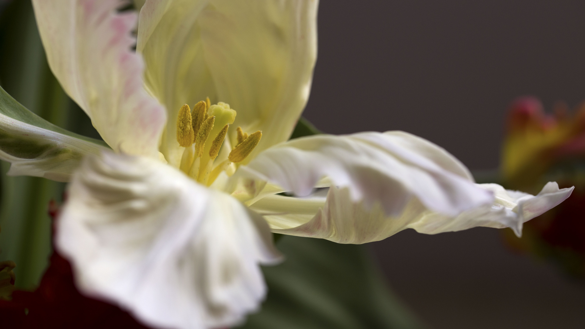 Weiße Tulpen können sehr edel sein