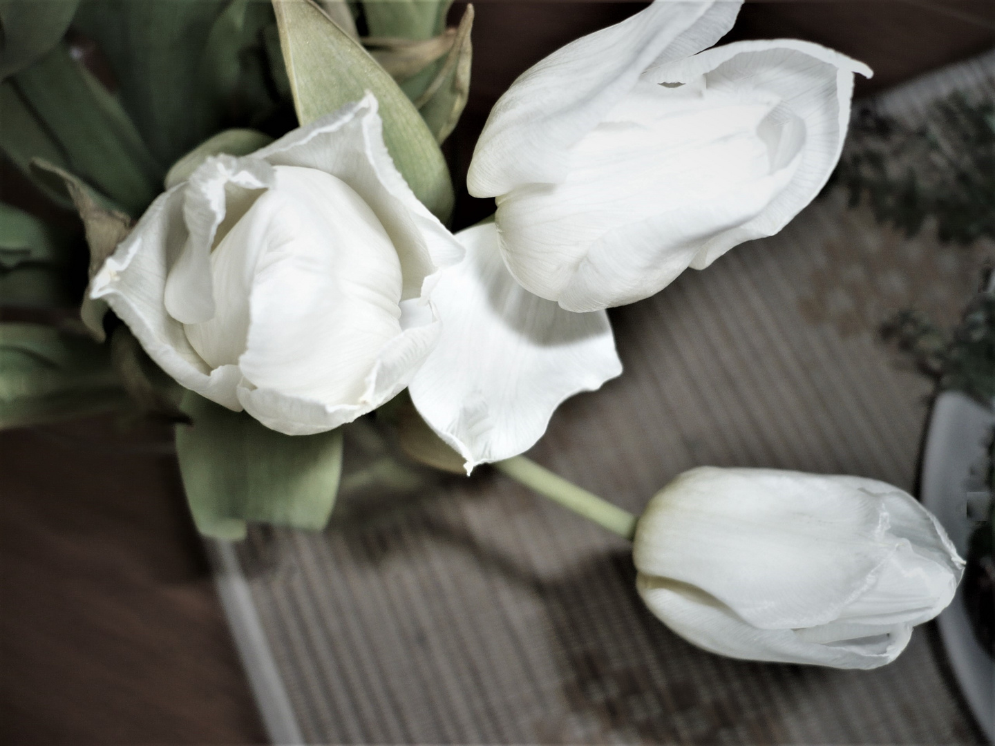 - - weiße Tulpen und  ... 