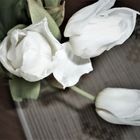 - - weiße Tulpen und  ... 