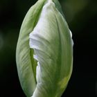 weiße Tulpenkopf