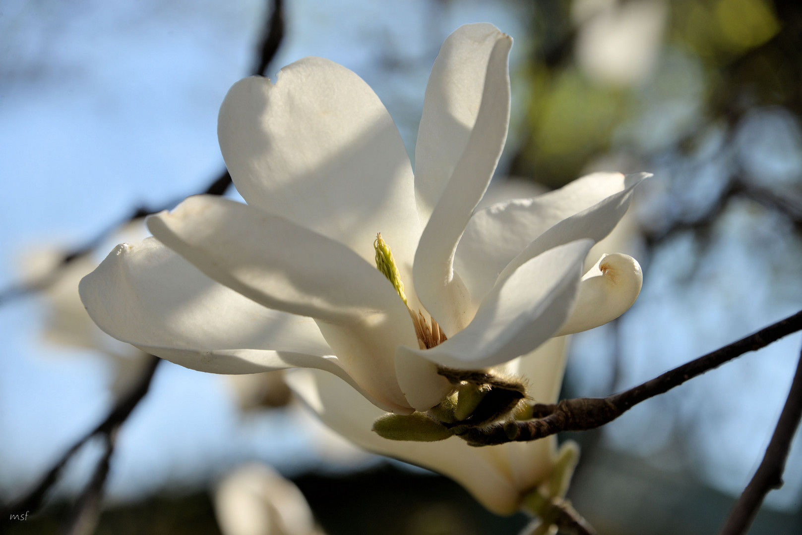 Weiße Tulpenmagnolie 