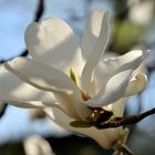 Weiße Tulpenmagnolie 