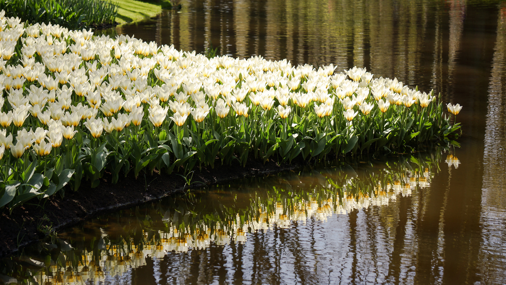 Weiße Tulpenrabatte ragt in den Waldsee