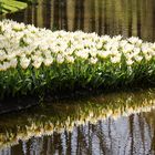 Weiße Tulpenrabatte ragt in den Waldsee