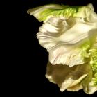 Weiße Tulpenschönheit 2