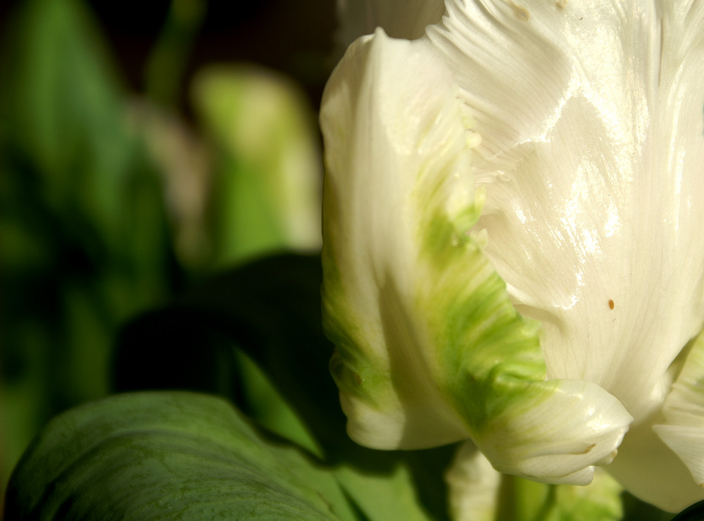 Weiße Tulpenschönheit