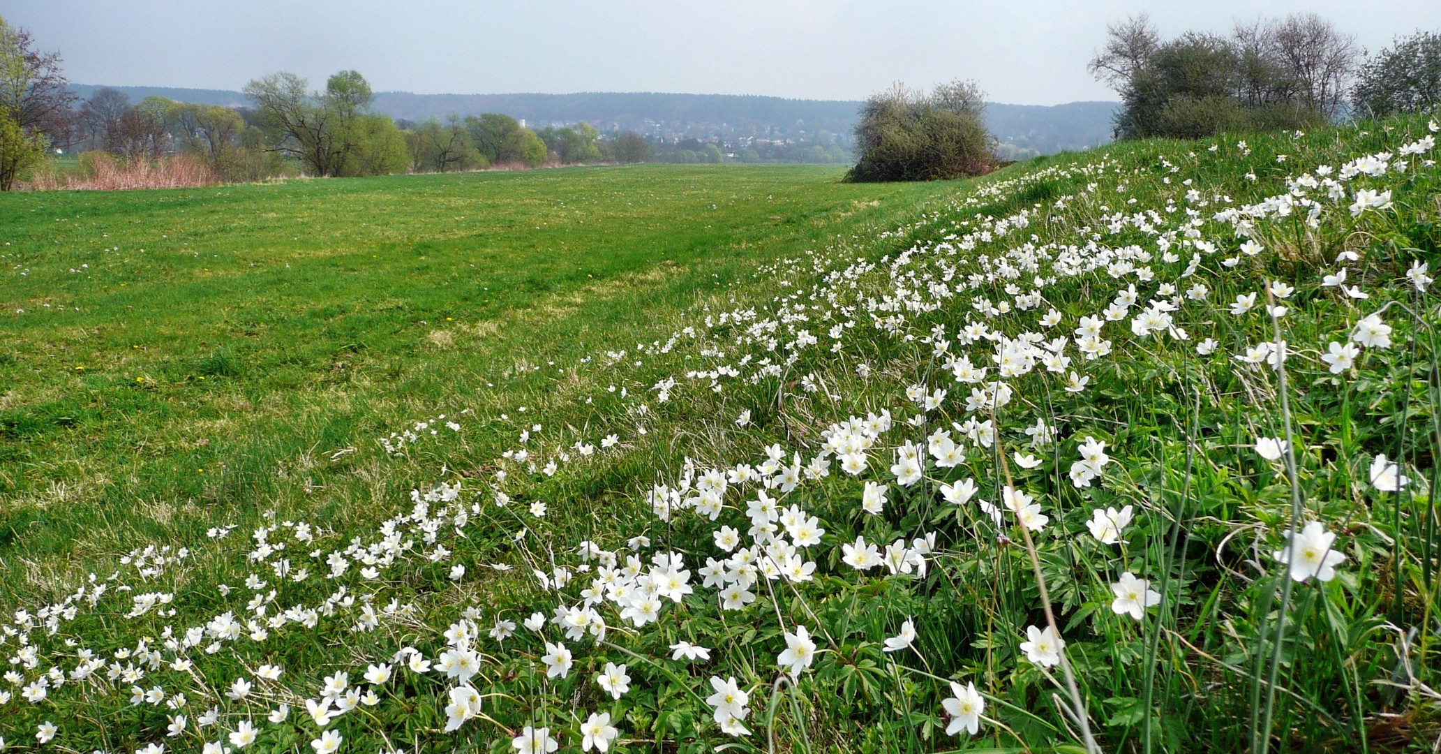 weiße Tupfen