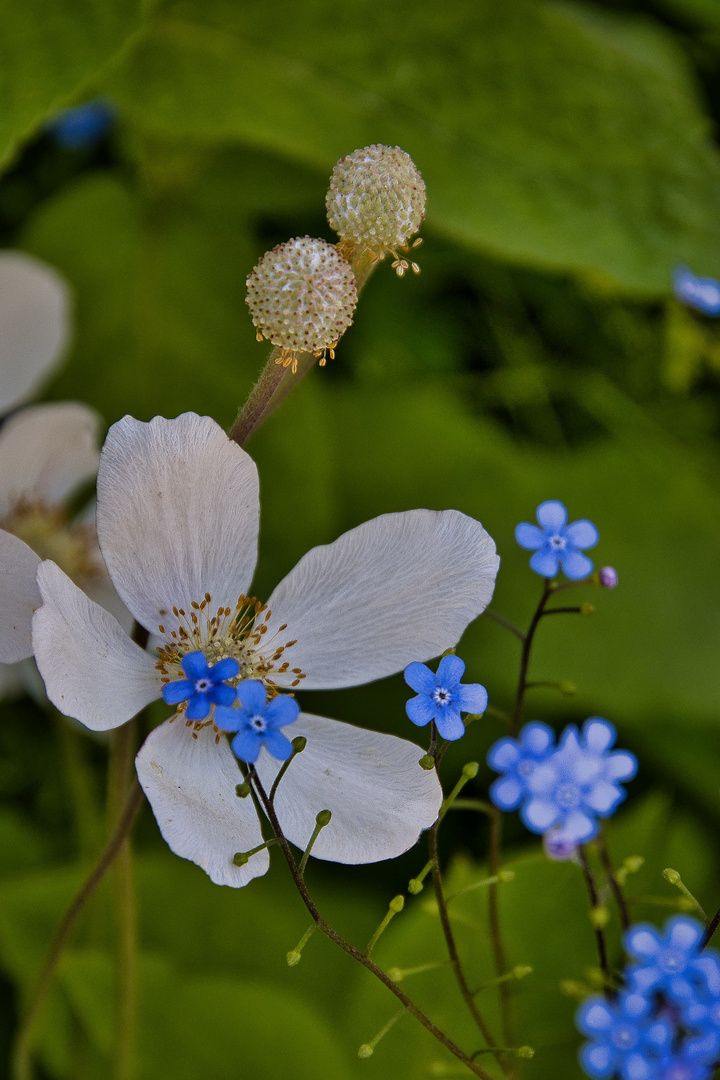 Weiße und blaue Blümchen am Mittwoch