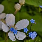 Weiße und blaue Blümchen am Mittwoch