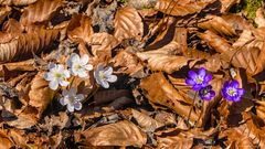 Weiße und blaue Leberblümchen?