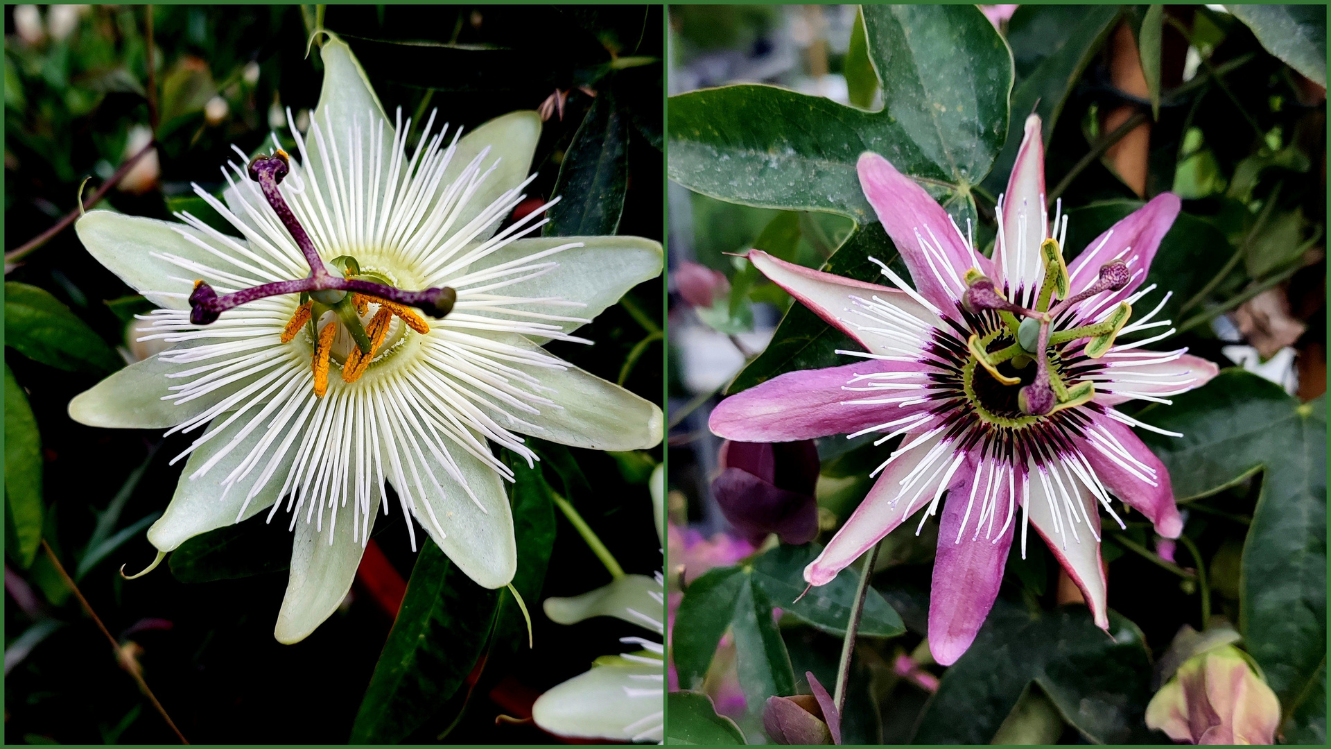 Weiße und rote Passionsblume !