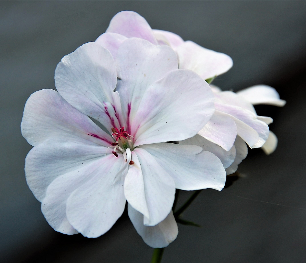 weiße unschuldige Blüte