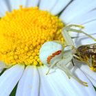 Weiße veränderliche Krabbenspinne / Krappenspinne