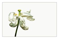 weiße verblühte Tulpe