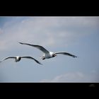 Weiße Vögel im Wind