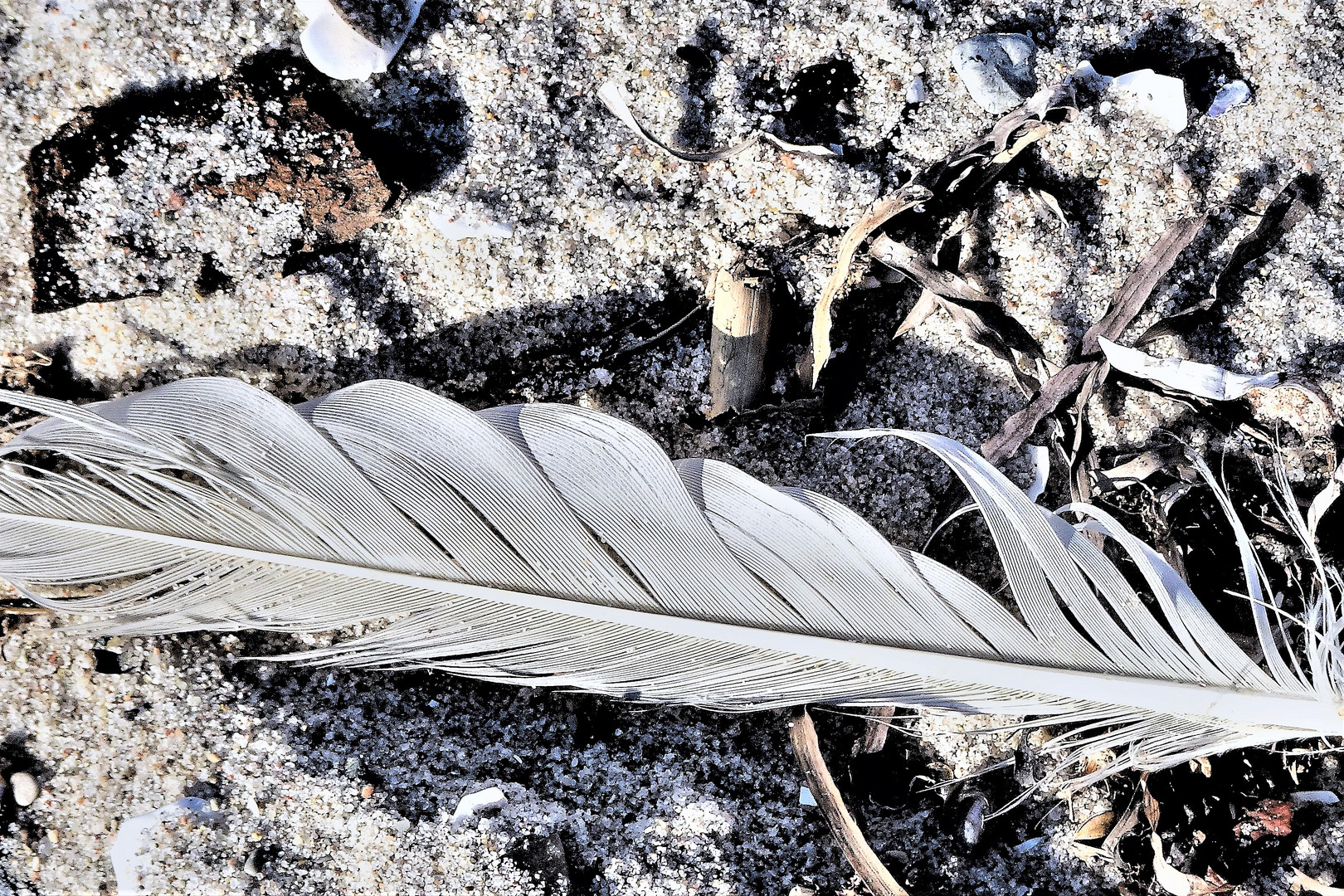 Weisse Vogelfeder im Sand