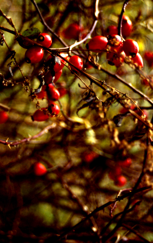 Weiße Wäsche und rote Früchte 1