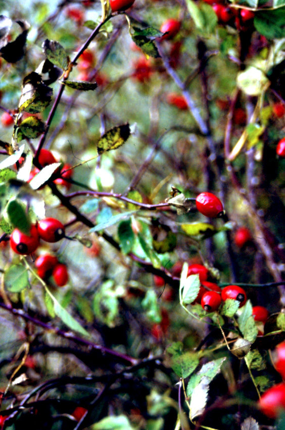 Weiße Wäsche und rote Früchte 2