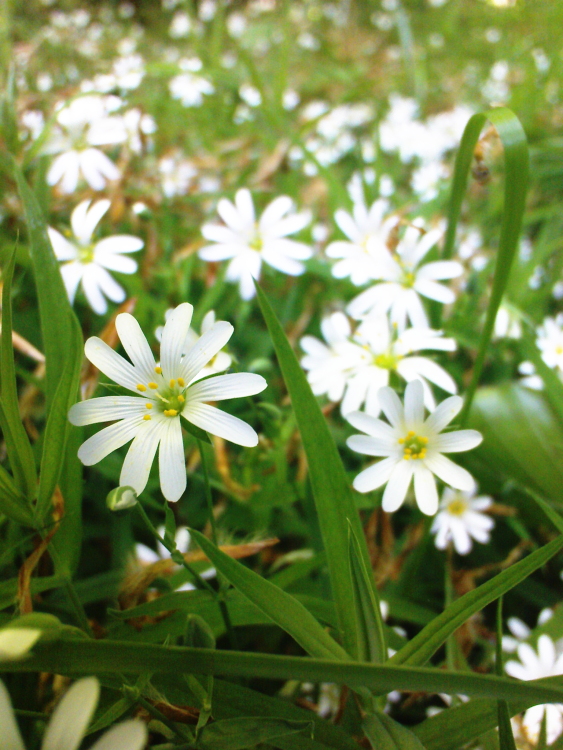 wEISSE wALD wUNDER wELTEN