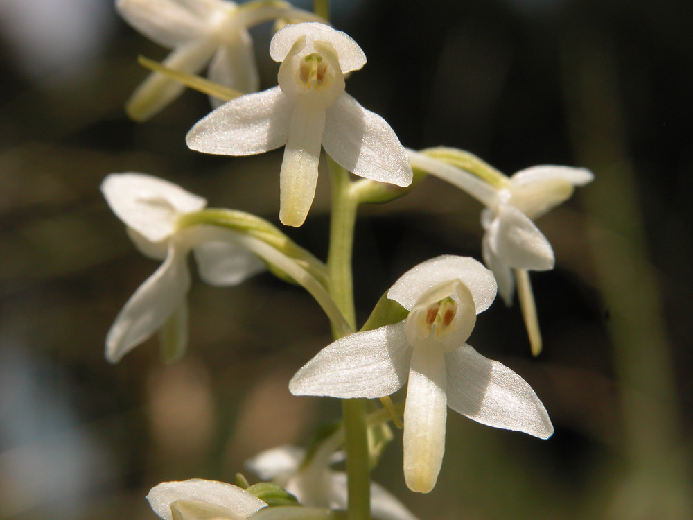 Weiße Waldhyanzynthe