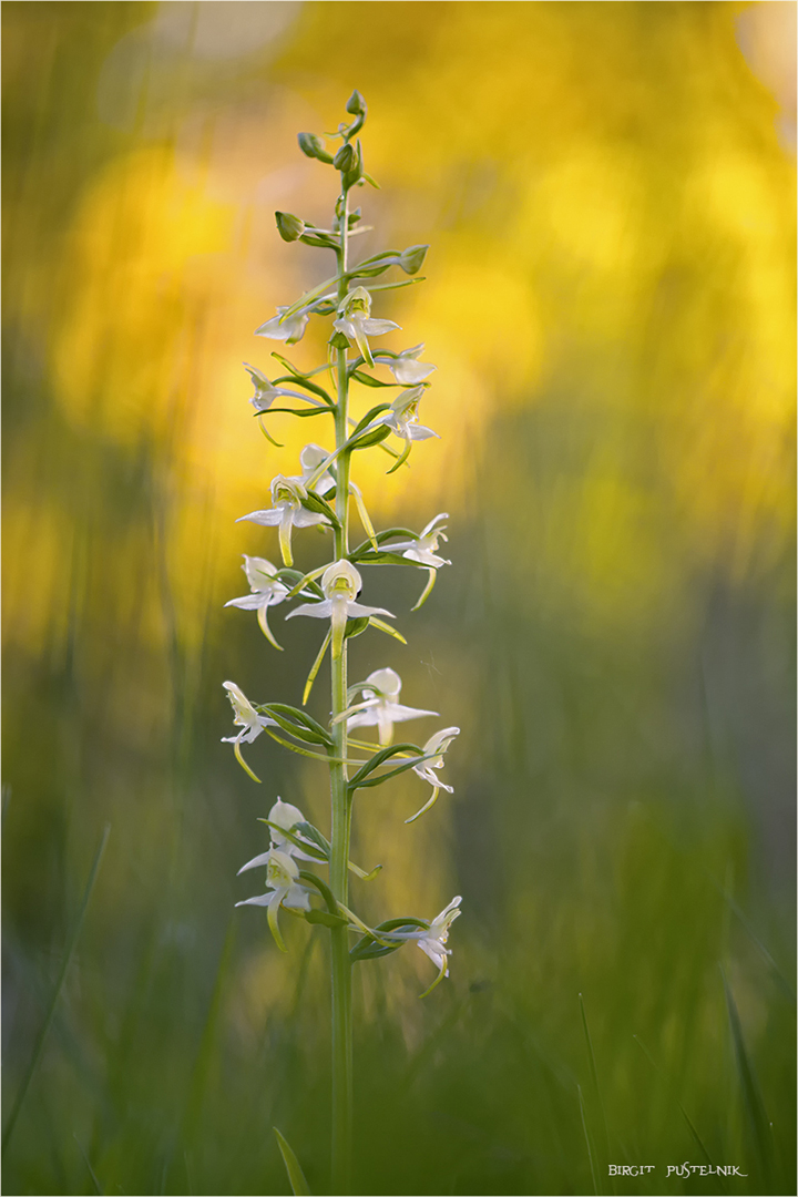 Weiße Waldhyazinthe