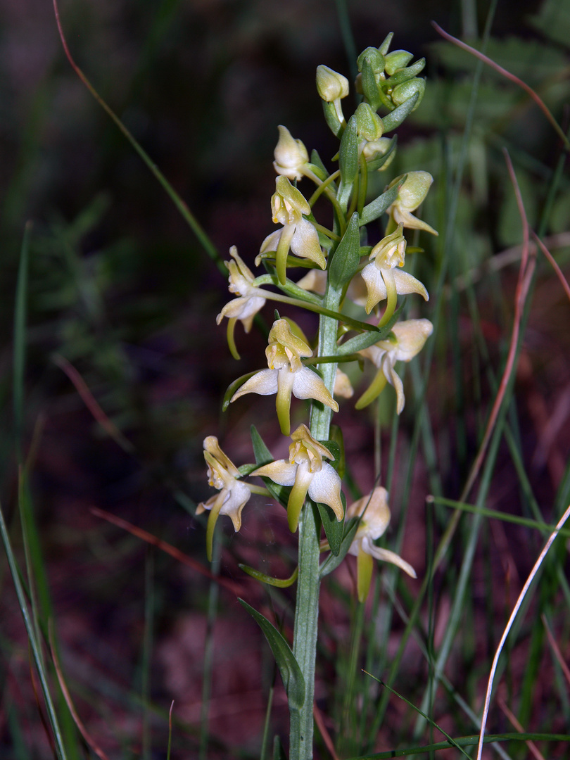 weisse Waldhyazinthe