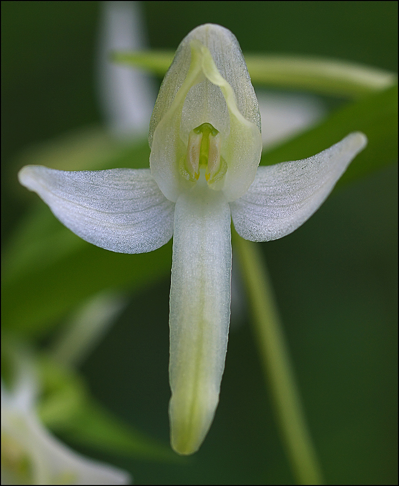 Weiße Waldhyazinthe