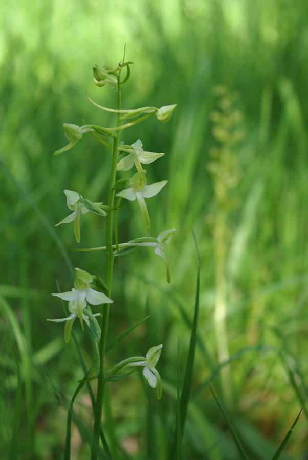 Weiße Waldhyazinthe