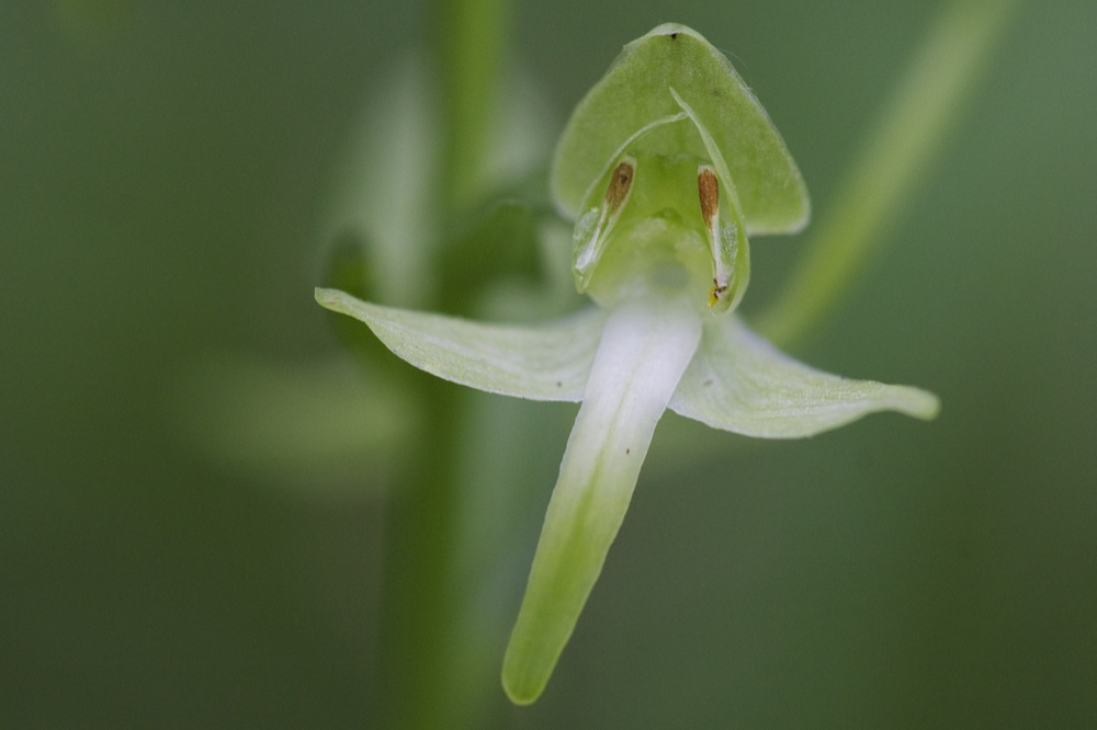 Weiße Waldhyazinthe