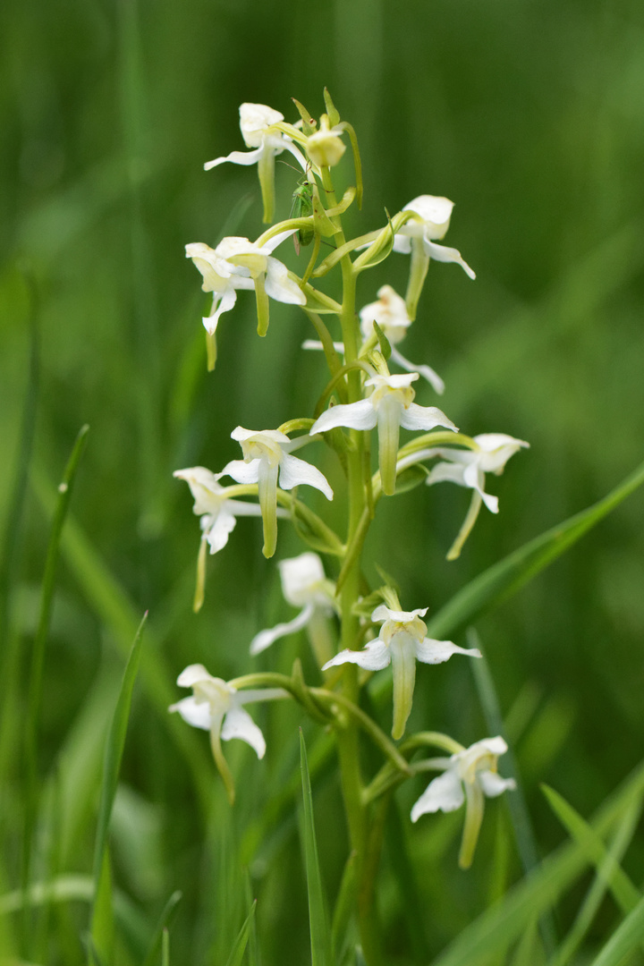 Weiße Waldhyazinthe (Plantanthera bifolia) 