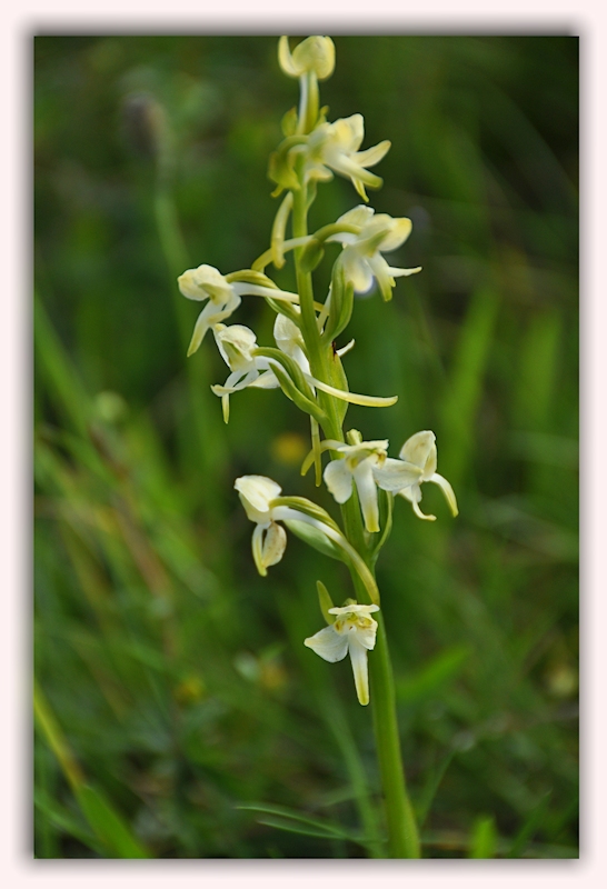 Weiße Waldhyazinthe ( Platanthera bifolia)