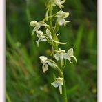 Weiße Waldhyazinthe ( Platanthera bifolia)