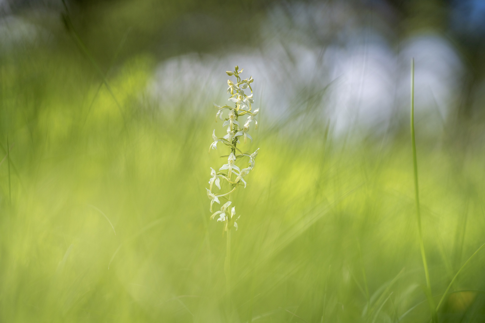 Weisse Waldhyazinthe (Platanthera bifolia)