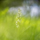 Weisse Waldhyazinthe (Platanthera bifolia)