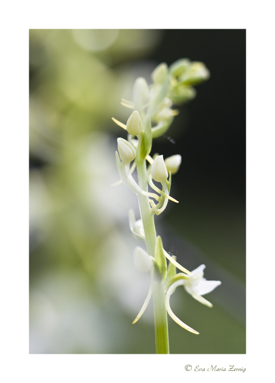 Weisse Waldhyazinthe (Platanthera bifolia)