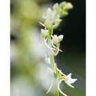 Weisse Waldhyazinthe (Platanthera bifolia)