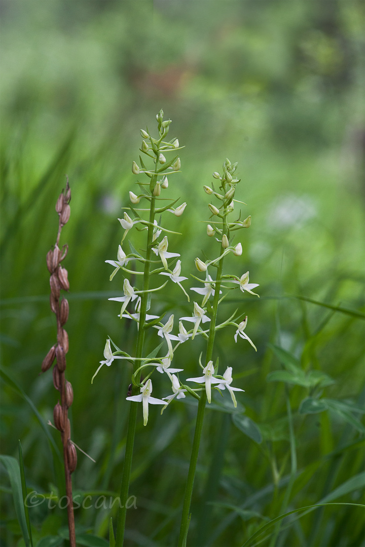 Weiße Waldhyazinthe, wild wachsende Orchidee