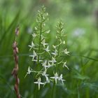 Weiße Waldhyazinthe, wild wachsende Orchidee