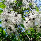 ...Weiße Waldrebe...Clematis vitalba...