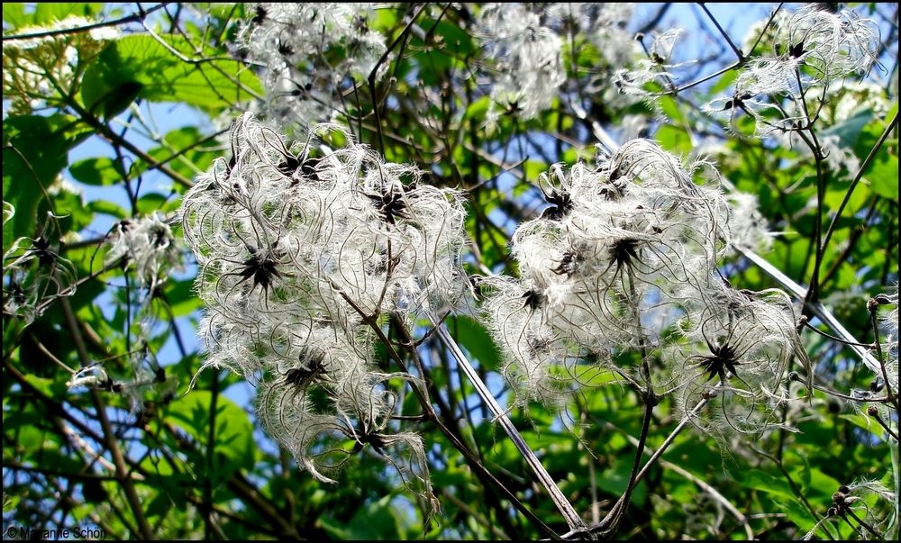 ...Weiße Waldrebe...Clematis vitalba...