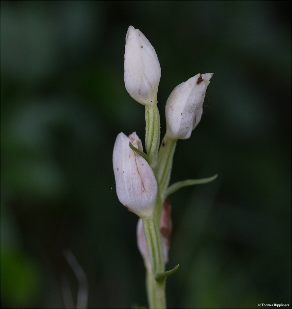 Weiße Waldvöglein, Bleiche Waldvöglein oder Breitblatt-Waldvöglein (Cephalanthera damasonium) .