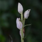 Weiße Waldvöglein, Bleiche Waldvöglein oder Breitblatt-Waldvöglein (Cephalanthera damasonium) .