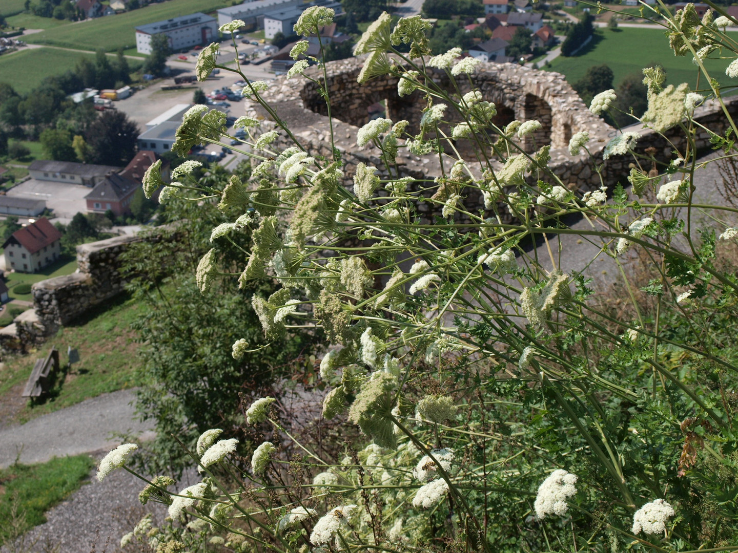 Weiße Wegbegleitung